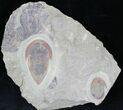 Rare Kierarges Morrisoni Trilobites - Morocco #21539-3